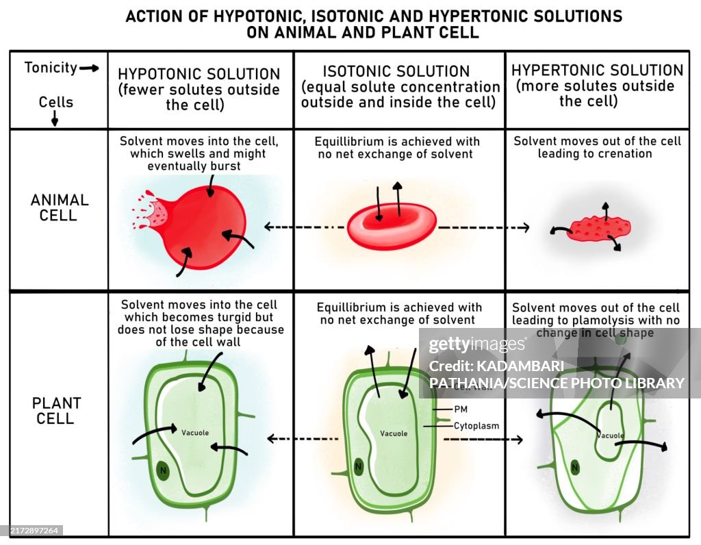Hypotonic, isotonic and hypertonic solutions, illustration