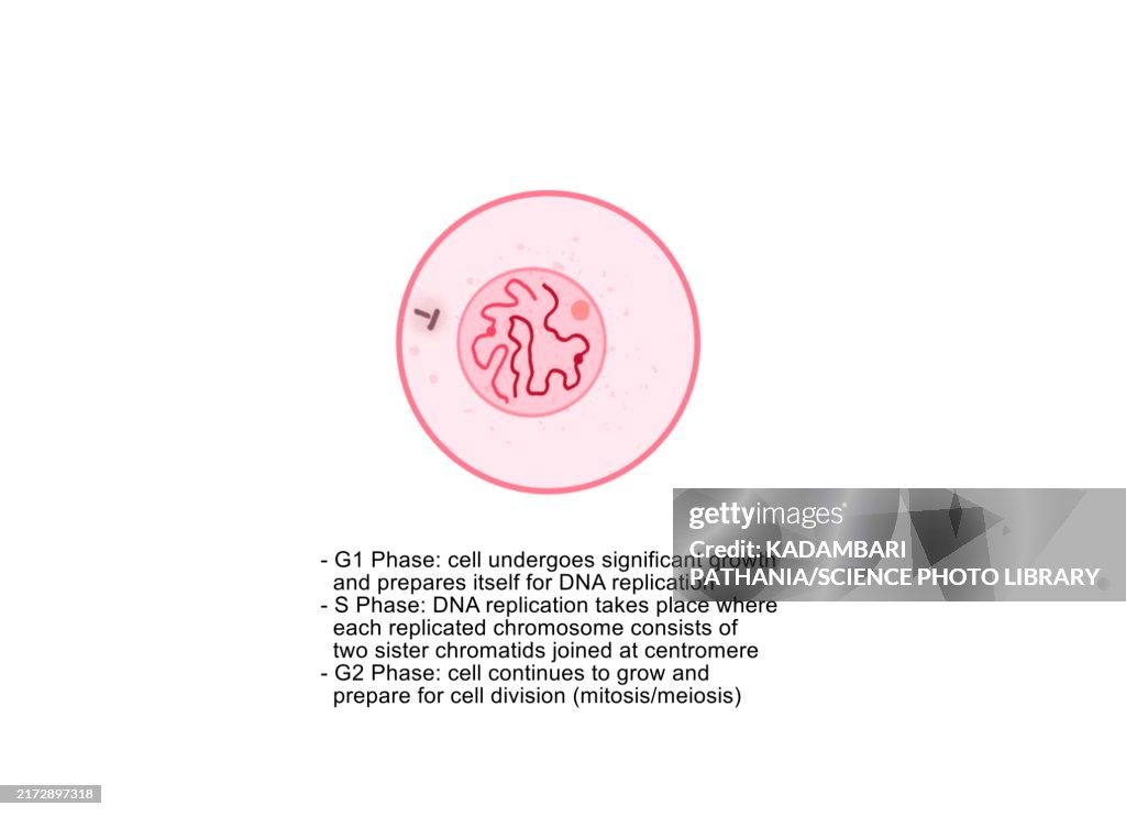 Interphase, illustration