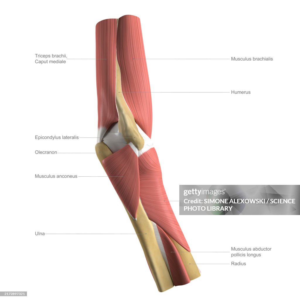 Anatomy of the elbow, labelled illustration