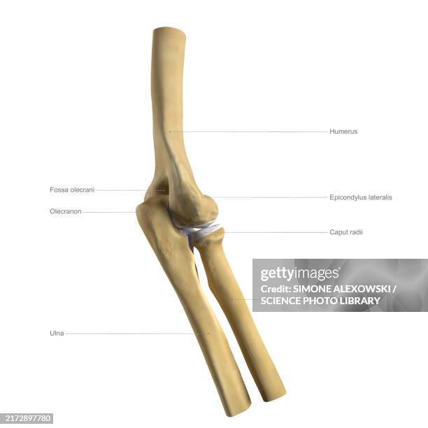 ilustraciones, imágenes clip art, dibujos animados e iconos de stock de anatomy of the elbow, labelled illustration - cartílago