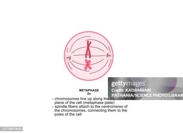 metaphase of mitosis, illustration - centromere stock illustrations