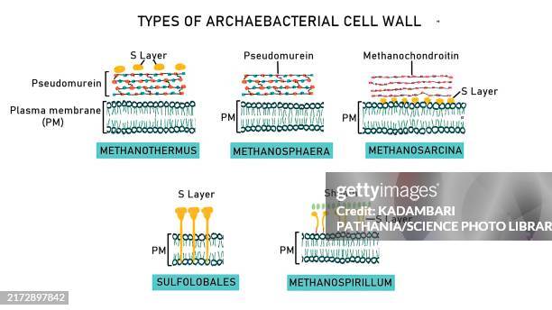 archaebacterial cell wall, illustration - mesosome stock illustrations