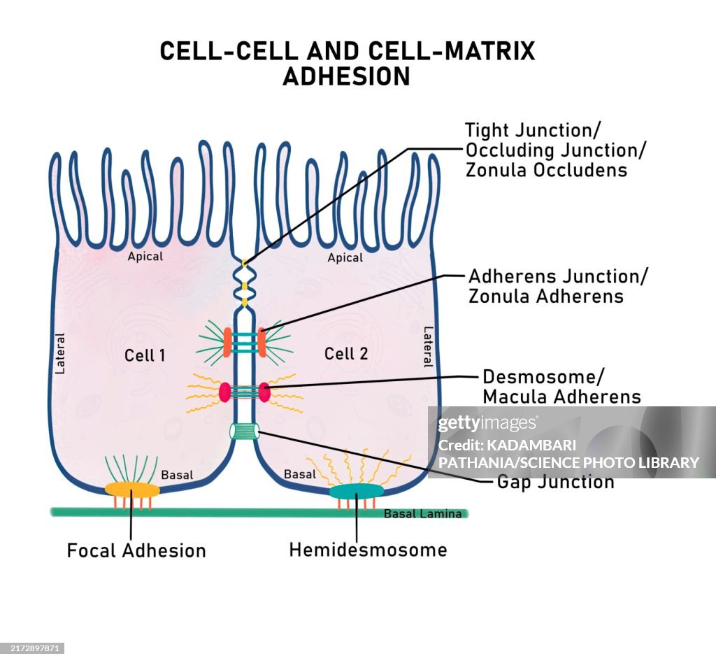 Cell-cell and cell-matrix adhesion junctions, illustration
