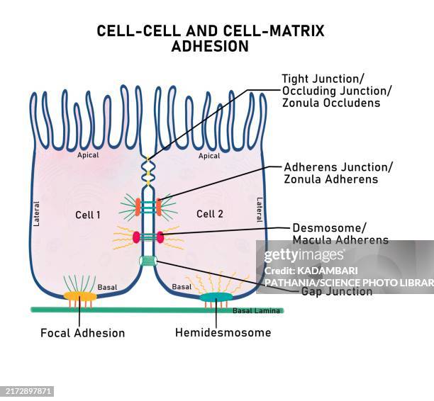 cell-cell and cell-matrix adhesion junctions, illustration - desmosome stock illustrations