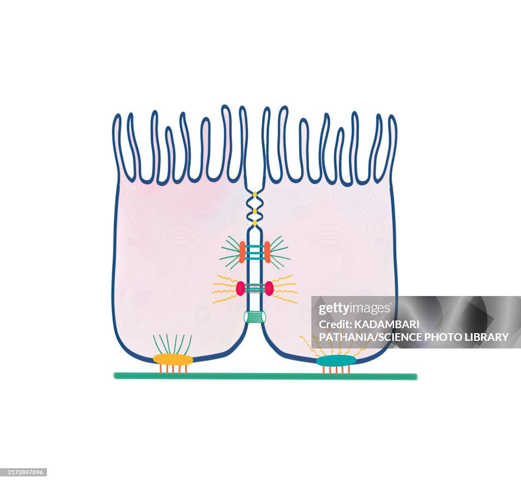 Cell-cell and cell-matrix adhesion junctions, illustration