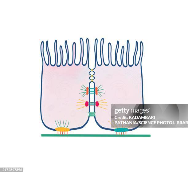 cell-cell and cell-matrix adhesion junctions, illustration - desmosome stock illustrations