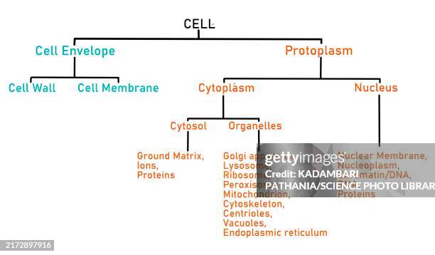 cell components, illustration - mitochondrion stock illustrations