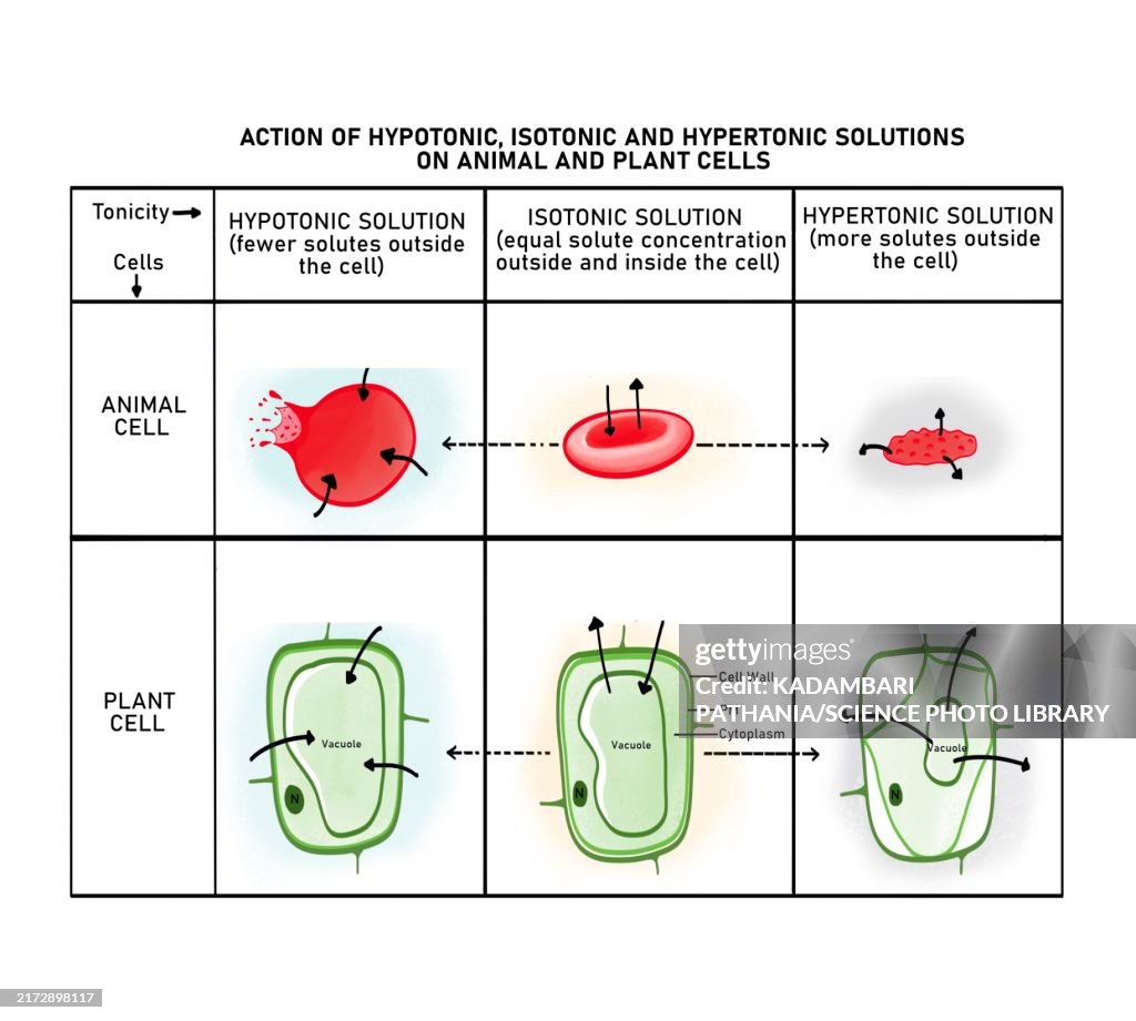 Osmosis in a plant cell and red blood cell, illustration