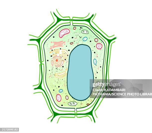structure of a plant cell, illustration - vacuole stock illustrations