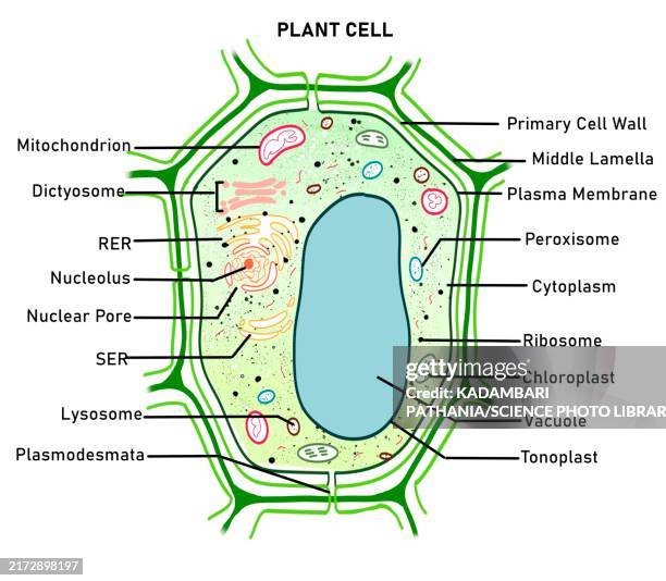 ilustrações de stock, clip art, desenhos animados e ícones de plant cell, illustration - citoplasma