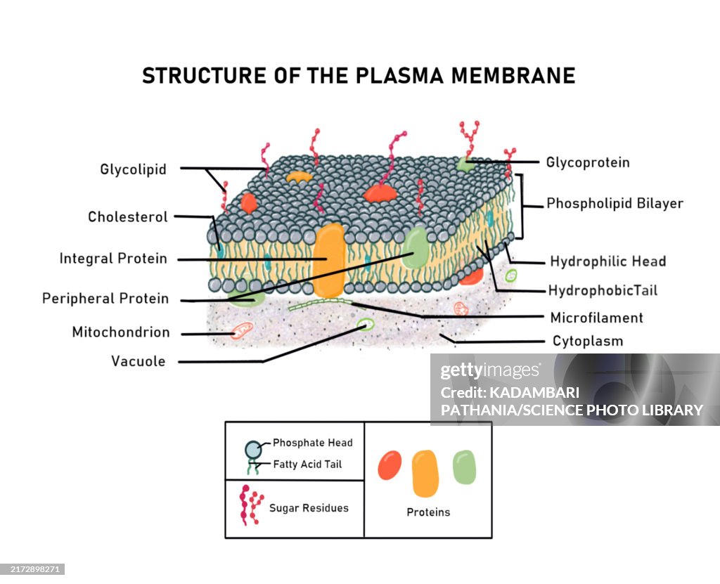 Fluid mosaic model of plasma membrane, illustration
