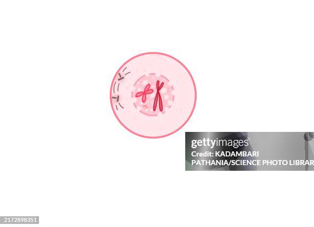 prophase of mitosis, illustration - prophase stock illustrations