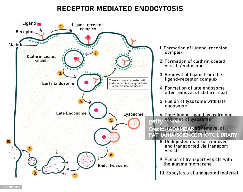 Receptor mediated endocytosis, illustration