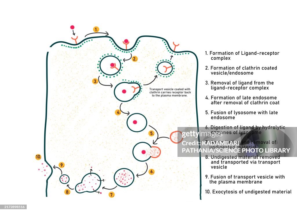 Mechanism of receptor mediated endocytosis, illustration