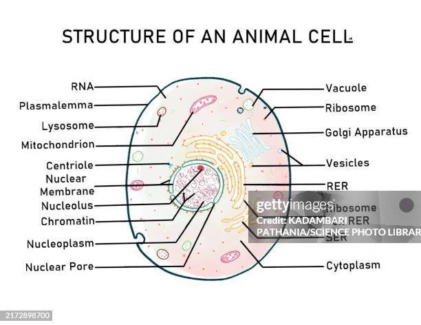 ilustrações de stock, clip art, desenhos animados e ícones de structure of animal cell, illustration - citoplasma