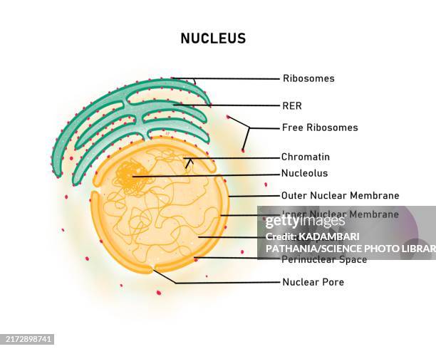Nucleus Abstract Simple Nucleus Illustration High-Res Vector Graphic - Getty Images