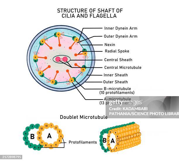 bacterial flagellum, illustration - ciliated epithelium stock illustrations
