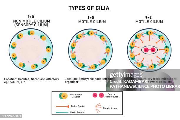 different types of cilium, illustration - ciliated epithelium stock illustrations