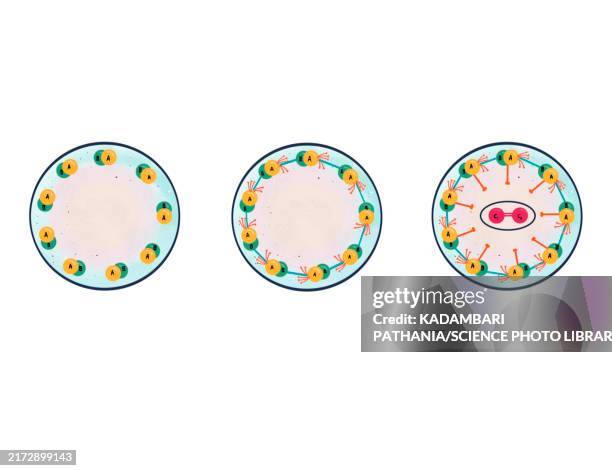 different types of cilium, illustration - ciliated epithelium stock illustrations