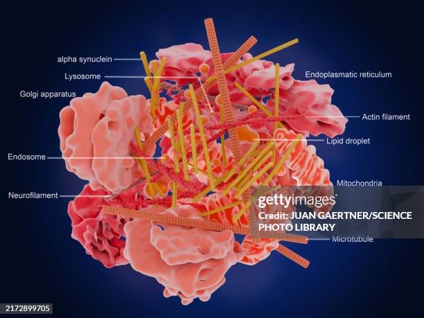 ilustrações de stock, clip art, desenhos animados e ícones de lewy body molecular structure, labelled illustration - citoplasma