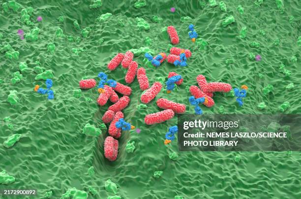 monoclonal antibody therapy for p. aeruginosa, illustration - immunotherapy stock pictures, royalty-free photos & images