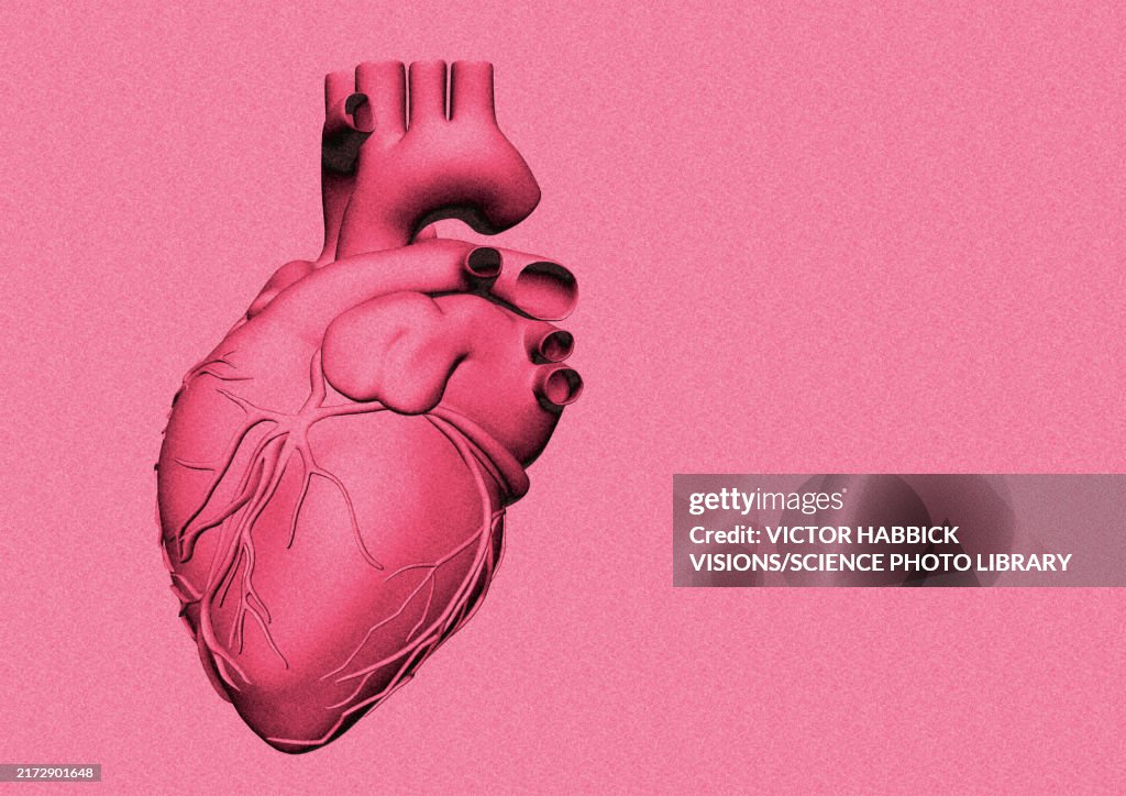 Heart, illustration
