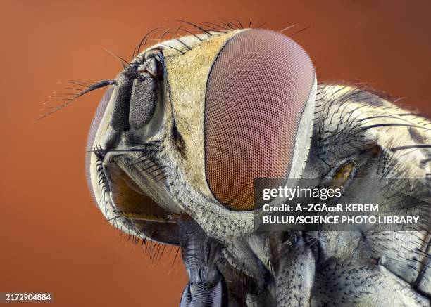 Fly Insect Head 1,516 Insect Anatomy Stock Photos, High-Res Pictures, and Images ...