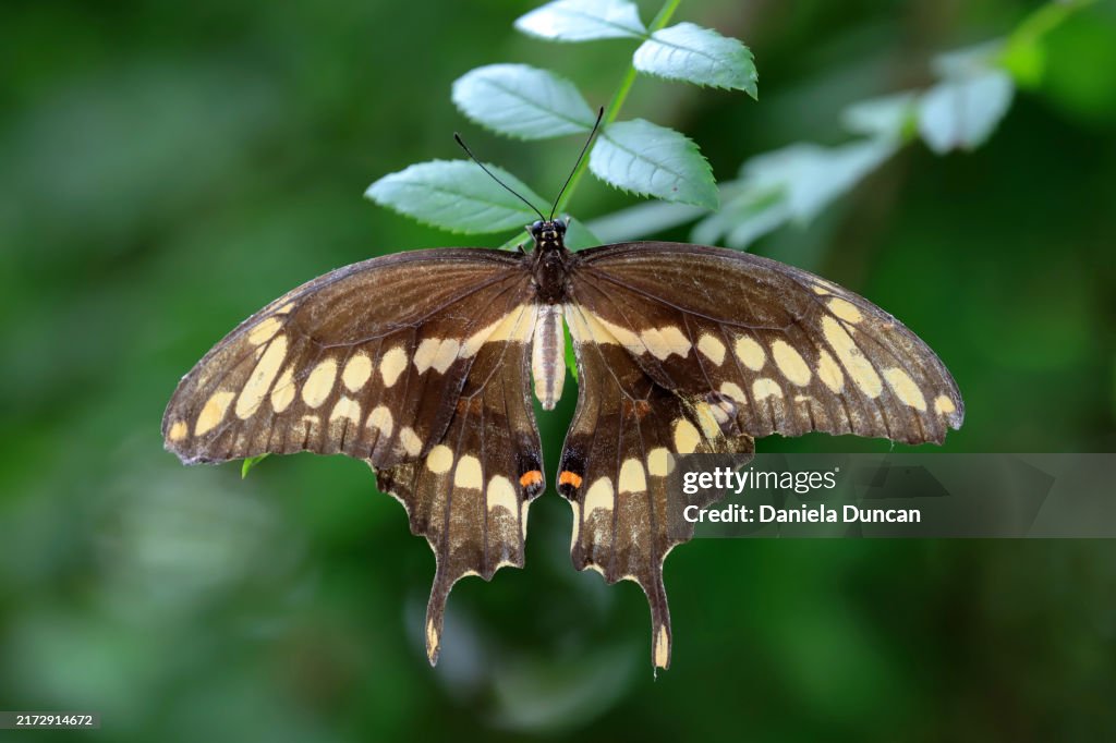 Male Black Swallowtail butterfly