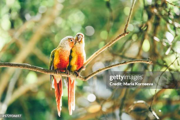 parrots in love. pineapple green cheek conure parrots. - dierlijke migratie stockfoto's en -beelden