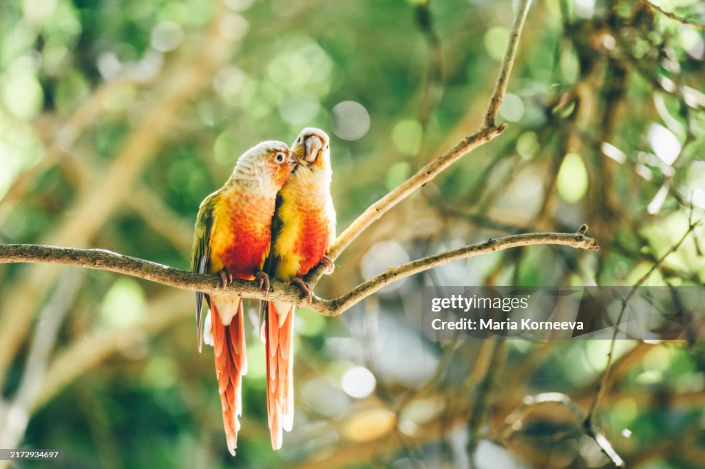 Parrots in love. Pineapple Green Cheek Conure Parrots.