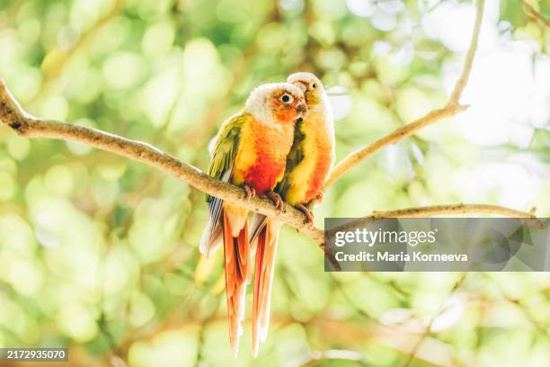 Hugging Parots 3,755 Maria Hugging Stock Photos, High-Res Pictures, and Images - Getty ...