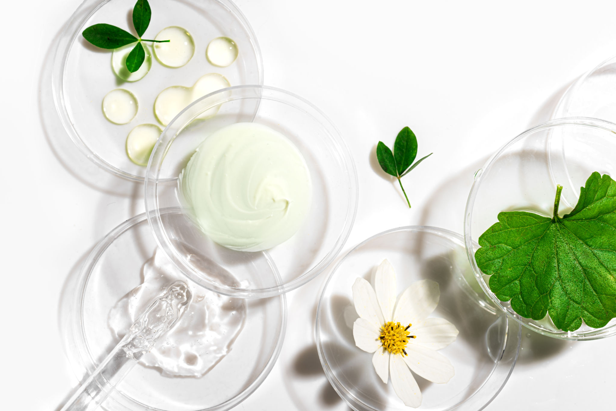 Cosmetic Extract The Role of Plant Extracts in Modern Skincare Solutions