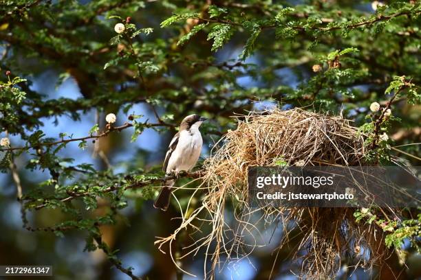 white-browed weaverbird and nest - weaver bird stock pictures, royalty-free photos & images