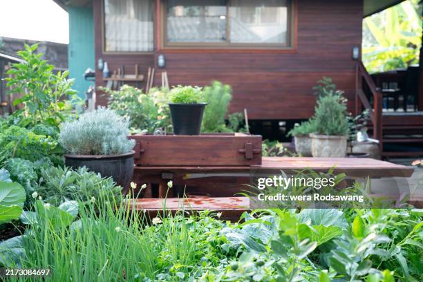 backyard vegetables gardening - kruidentuin stockfoto's en -beelden