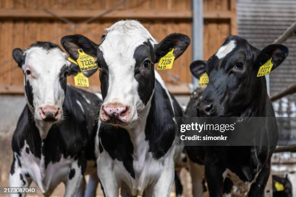 dairy cattle's on farm - dairy cattle stock pictures, royalty-free photos & images