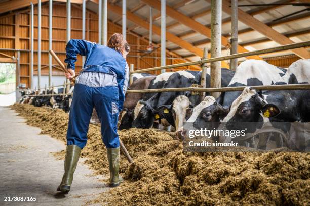 farmer feeding cows in a dairy barn - garden fork stock pictures, royalty-free photos & images