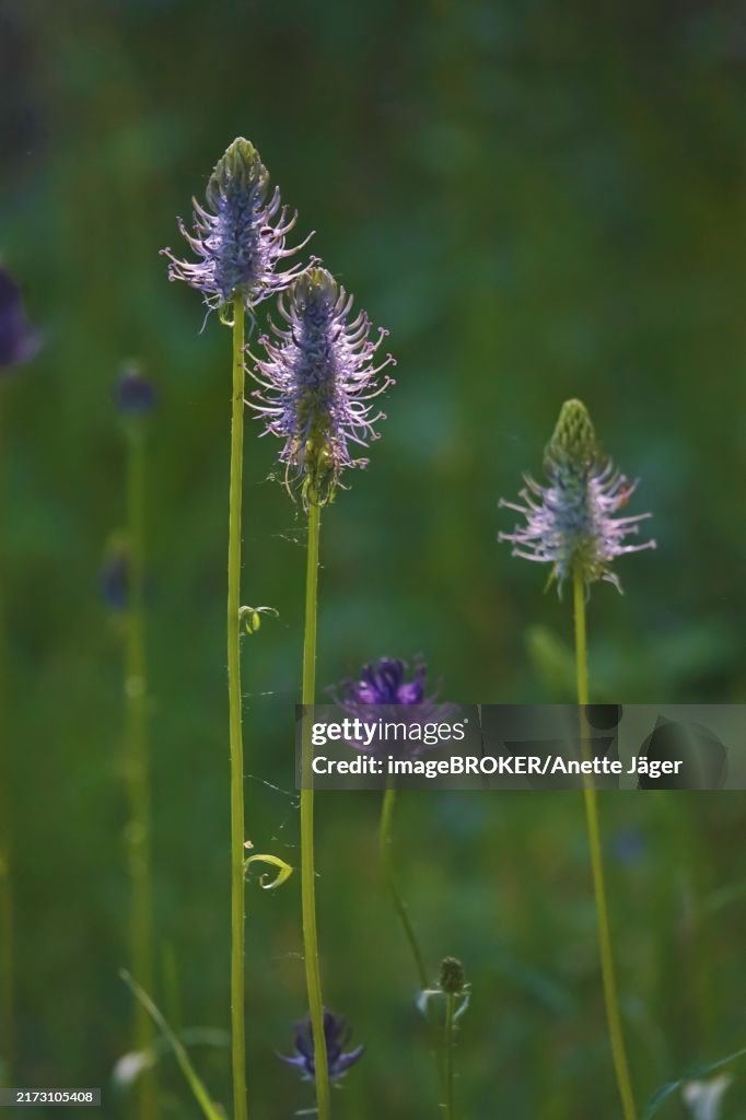 Devil's claw, May, Germany, Europe