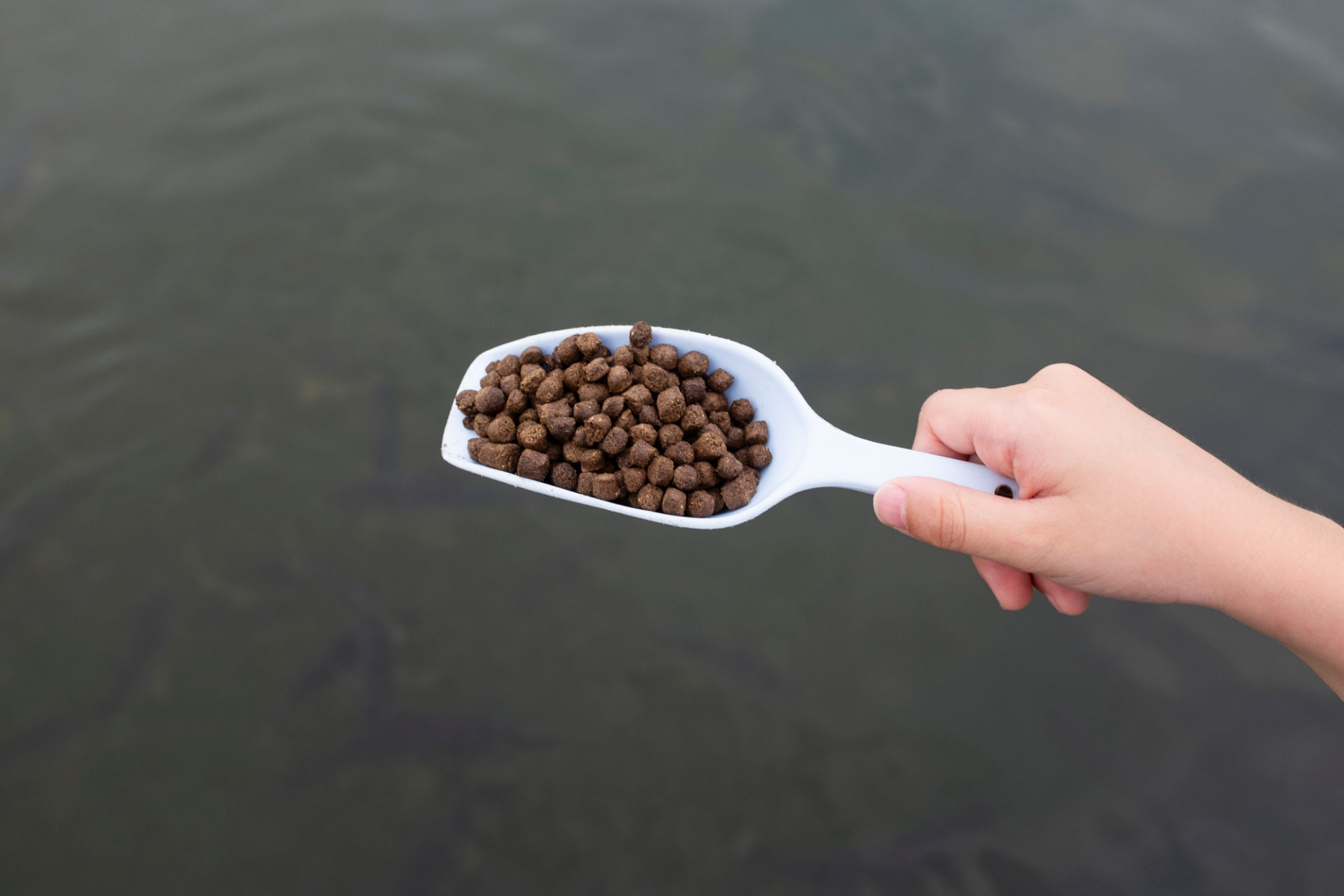 A child's hand is feeding fish.Animal feeding activities A child's hand is feeding fish.Animal feeding activities