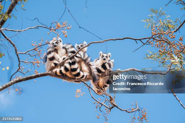maki catta lemur, madagascar - lemur stock pictures, royalty-free photos & images