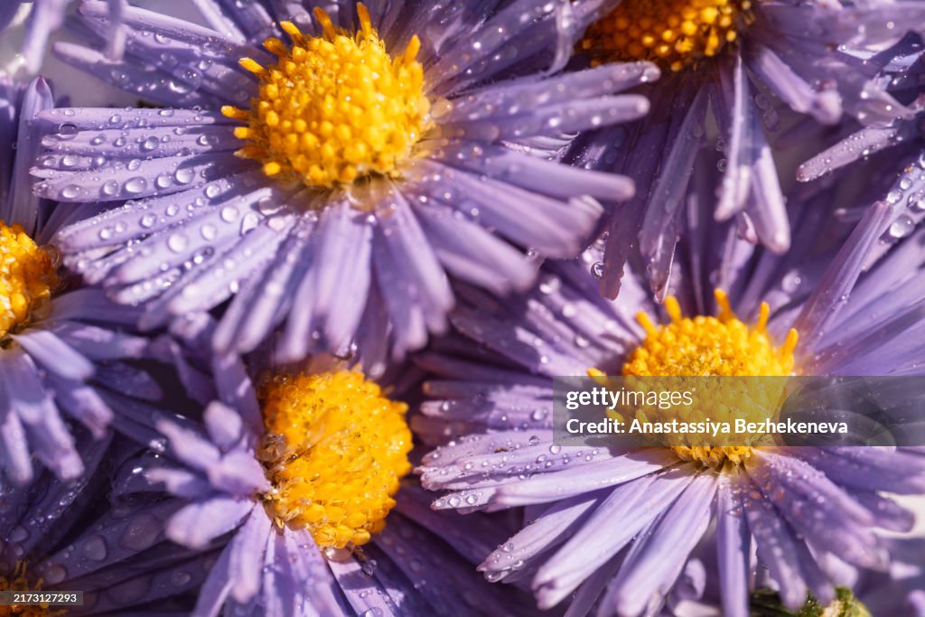 Macro photography of purple aster with water droplets on petals under sunlight