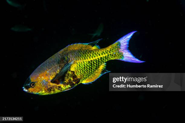 creole wrasse - creole wrasse stock pictures, royalty-free photos & images