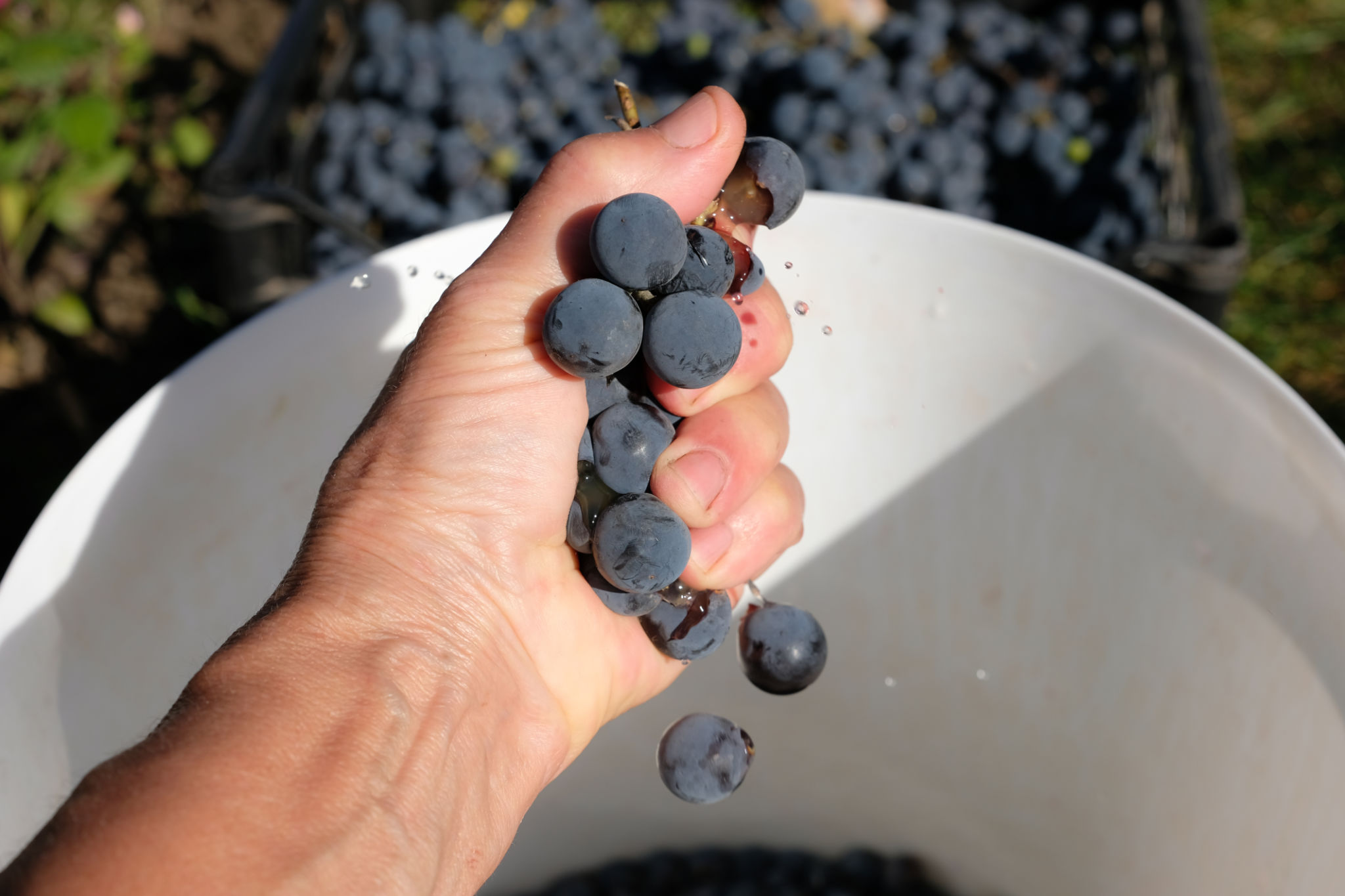 grape crushing