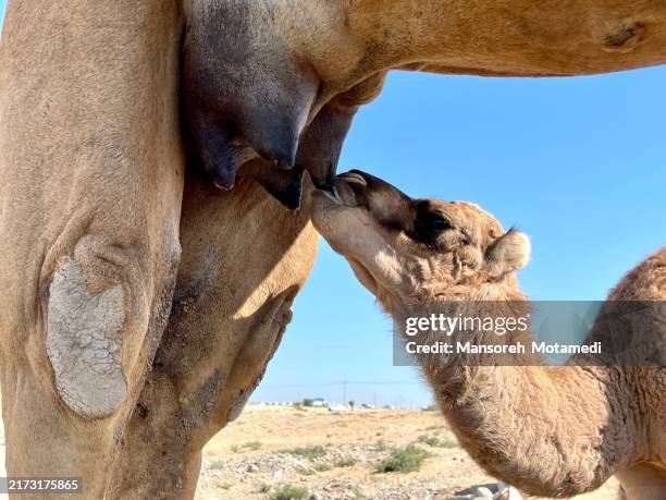 little camel drinking milk - kamel bildbanksfoton och bilder
