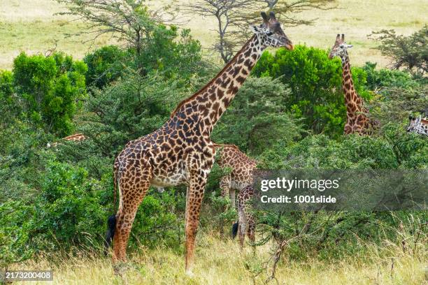 giraffen in der wildnis - amboseli nationalpark stock-fotos und bilder