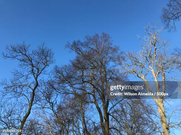 low angle view of bare trees against clear blue sky,denmark - kale boom stockfoto's en -beelden