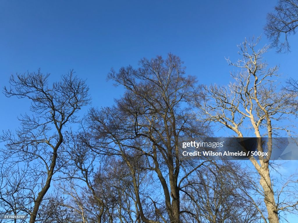Low angle view of bare trees against clear blue sky,Denmark