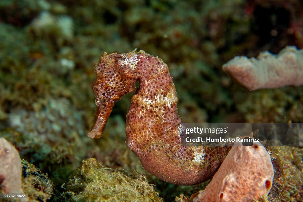 Longsnout Seahorse