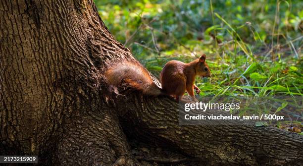close-up of squirrel on tree trunk - ardilla fotografías e imágenes de stock