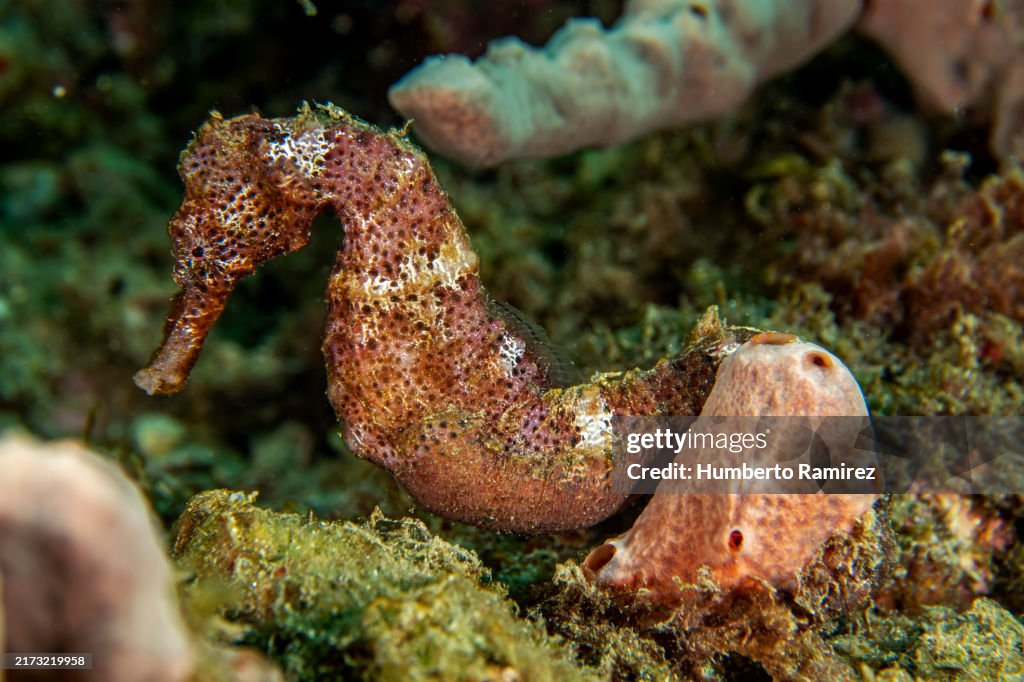 Longsnout Seahorse