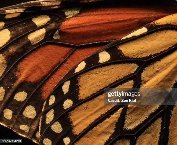 2,842 Orange And Black Butterflies Stock Photos, High-Res Pictures